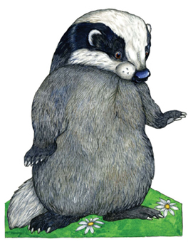 Young Boy Badger