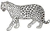 colouring leopard