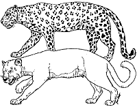 colouring leopard