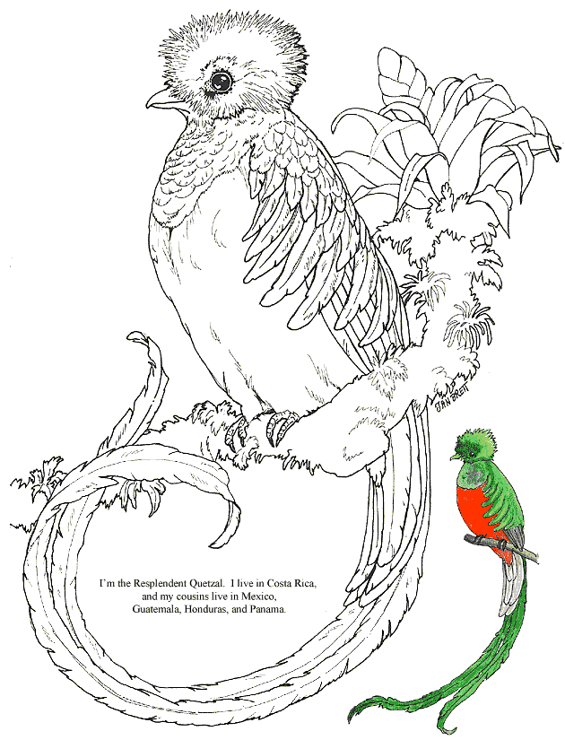 quetzals of guatemala coloring pages - photo #1