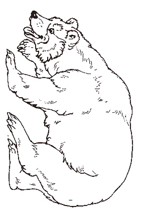 The Bear coloring page