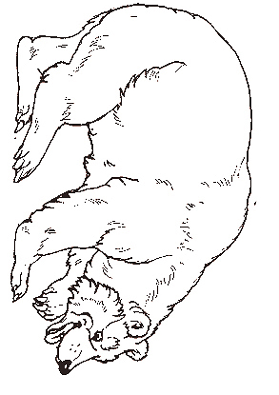 jan brett holiday coloring pages - photo #28