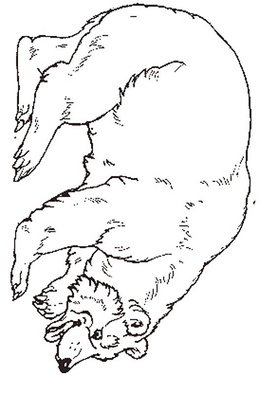 jan brett the mitten coloring pages - photo #6