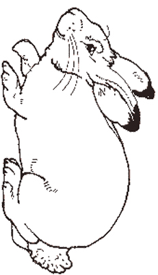 The Rabbit coloring page