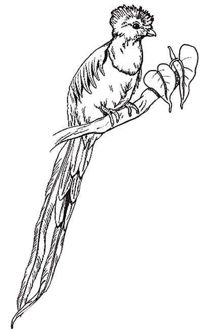 umbrella bird coloring pages - photo #27