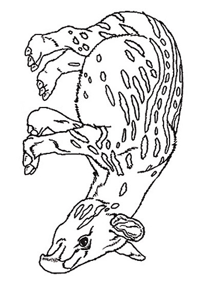 tapir coloring pages for kids - photo #23