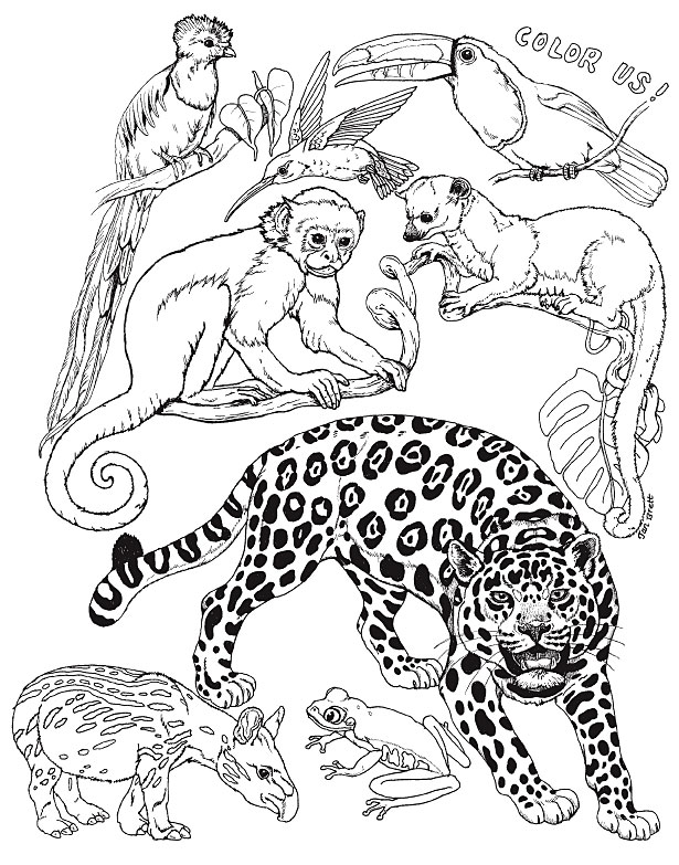 jan brett abc coloring pages free - photo #6