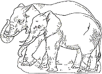 On Noah's Ark Elephants
