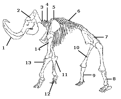 Скелет мамонта рисунок