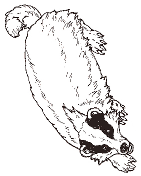 The Badger coloring page