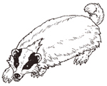 The Badger small size