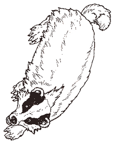 The Badger coloring page reversed