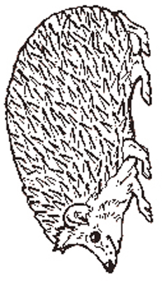 The Hedgehog coloring page