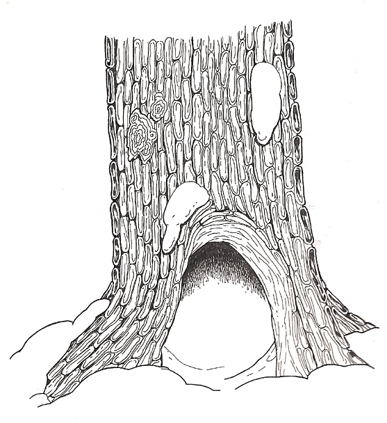 The Mitten Hollow Tree Base coloring page