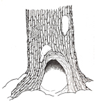 Hollow Tree small size