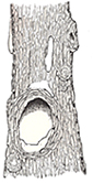 Hollow Tree middle smalll size
