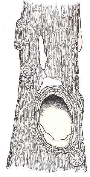 Hollow Tree middle reversed