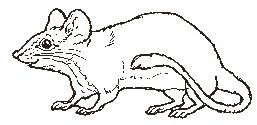 The Mouse coloring page