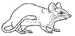 The Mouse coloring page reversed