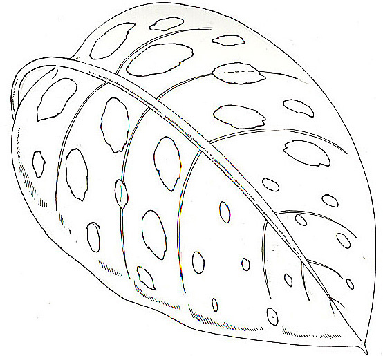 jungle leaf coloring page